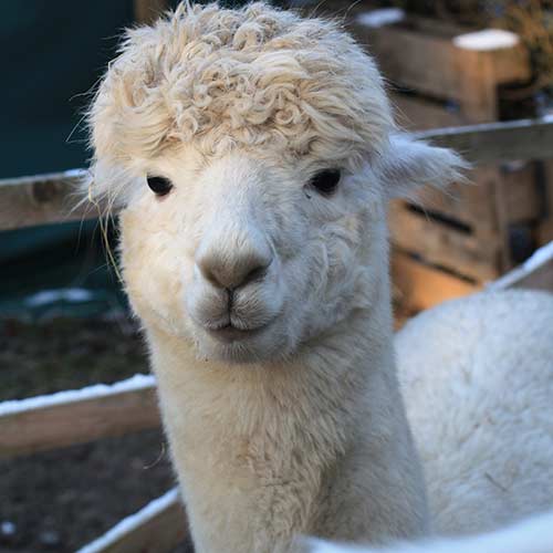 alpaca gismo looks ahead