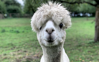 alpaca hardy looks ahead