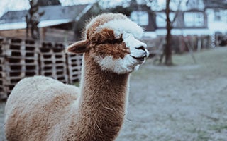 alpaca kalle looks ahead