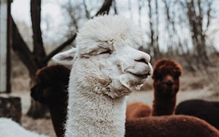 alpaca king looks ahead