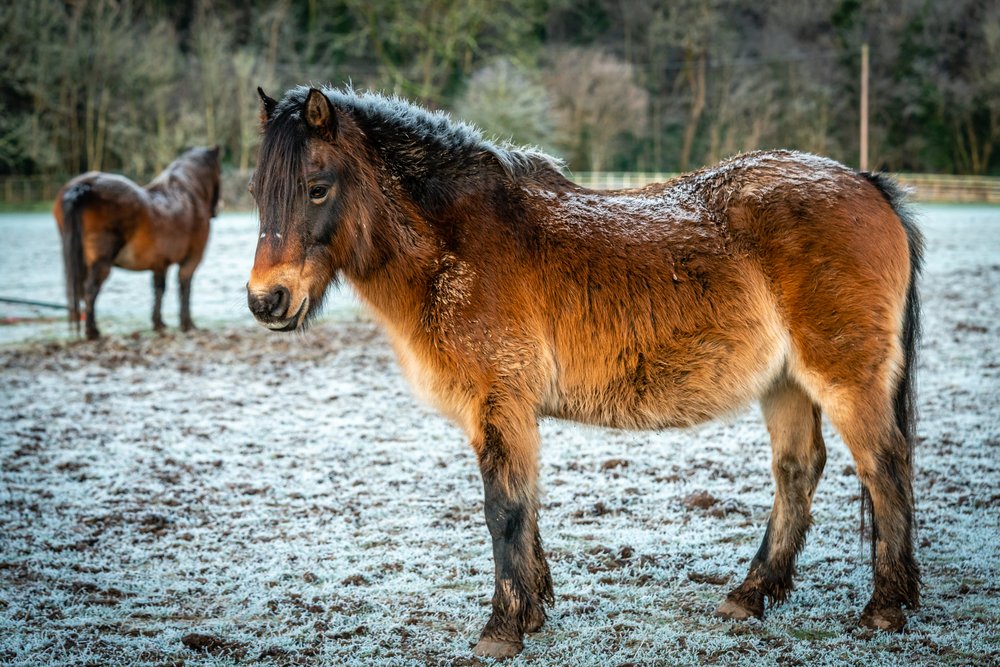 Poneys outside in a cold weather