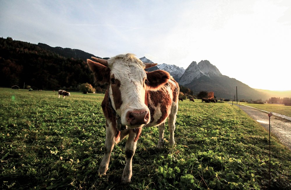 Cow on a green field looks the camera