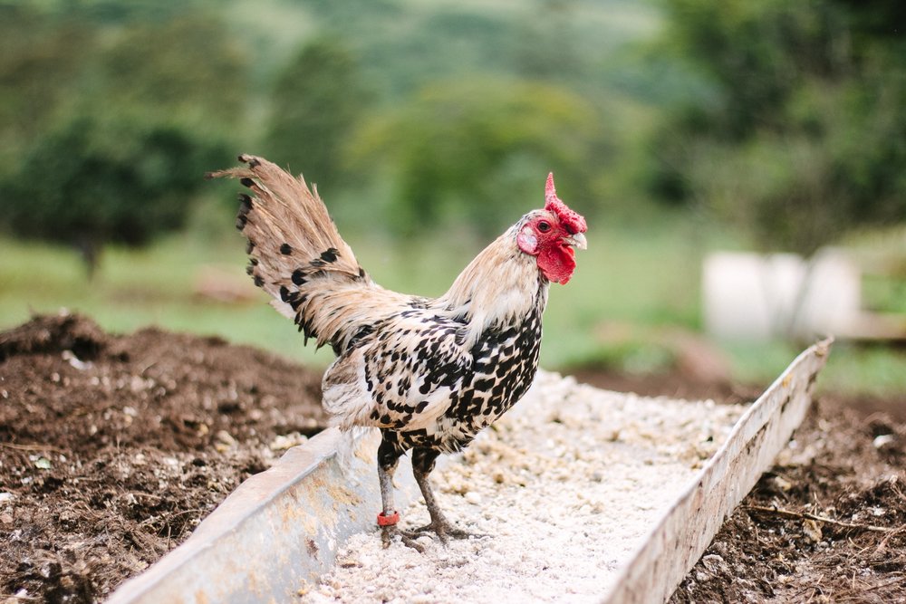 Rooster gets ready to crown